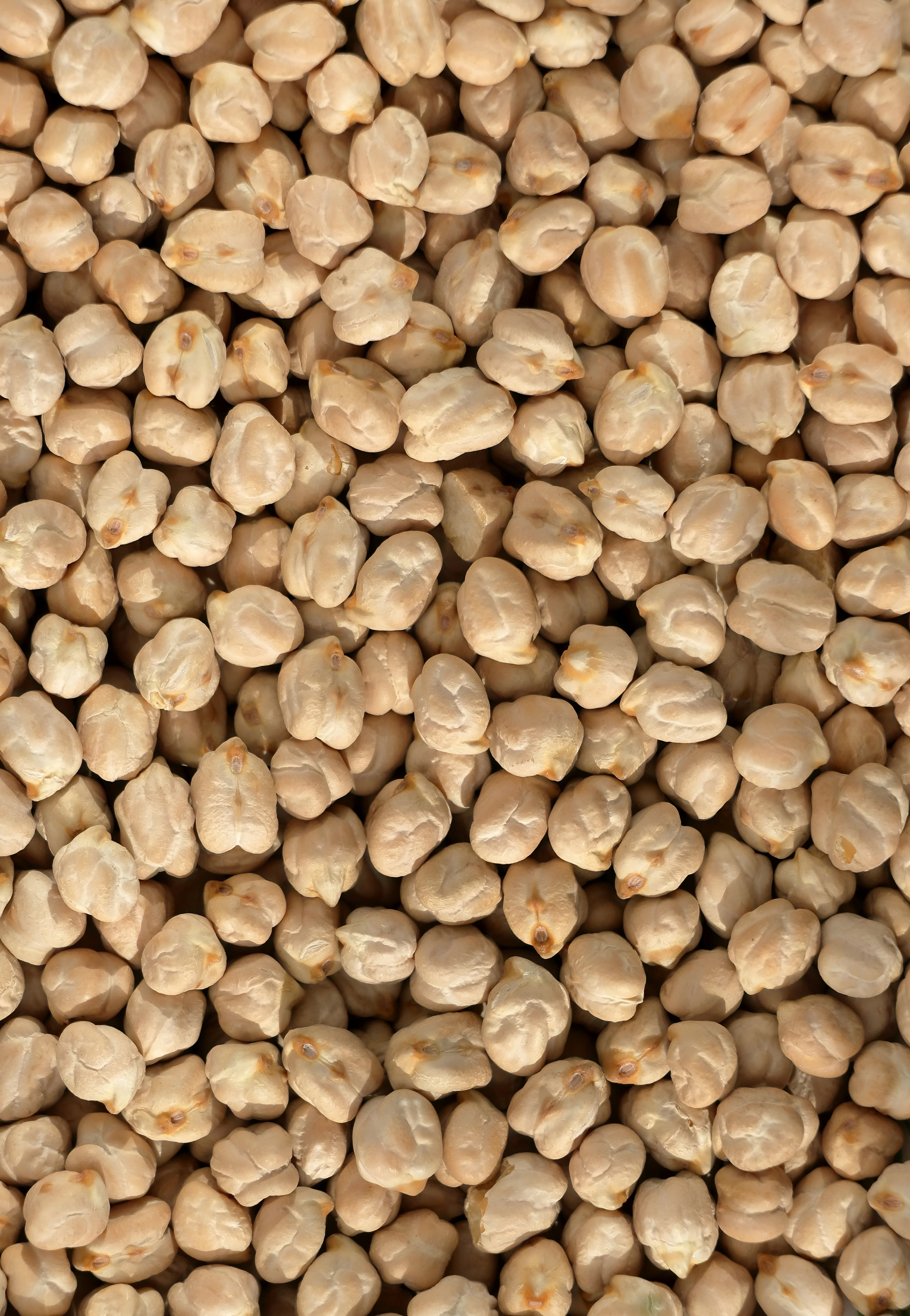 Organic chickpeas
